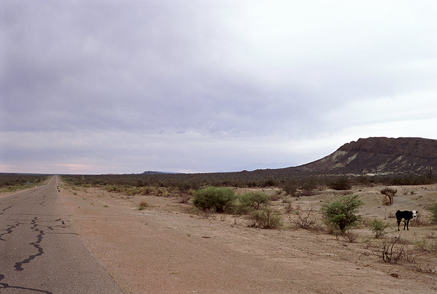 Cow Road - Félix Curto