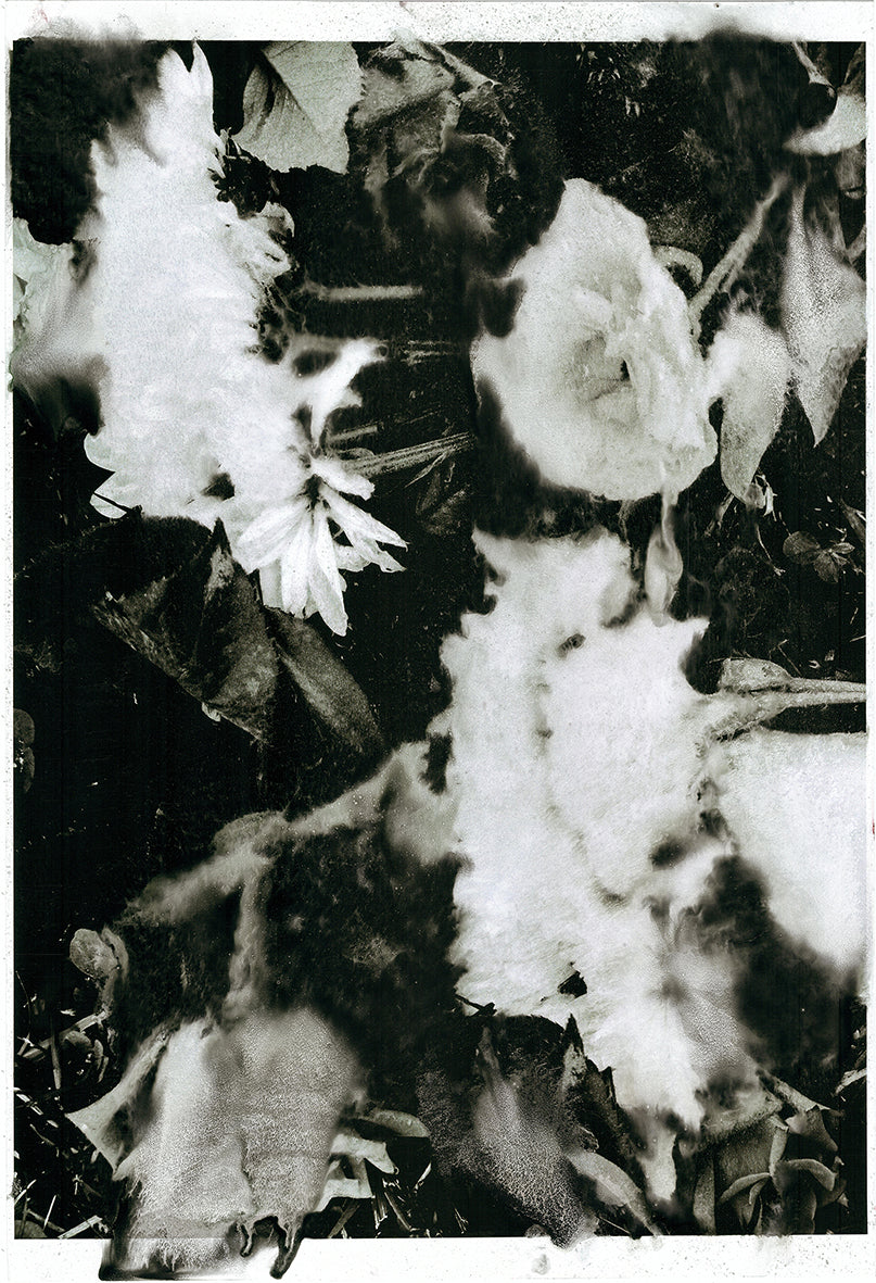 Forget Me Not VIII - Silvia Celeste Calcagno