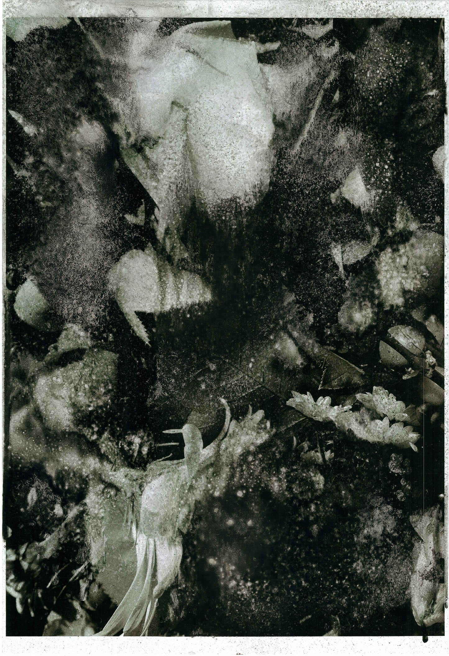 Forget Me Not XII - Silvia Celeste Calcagno