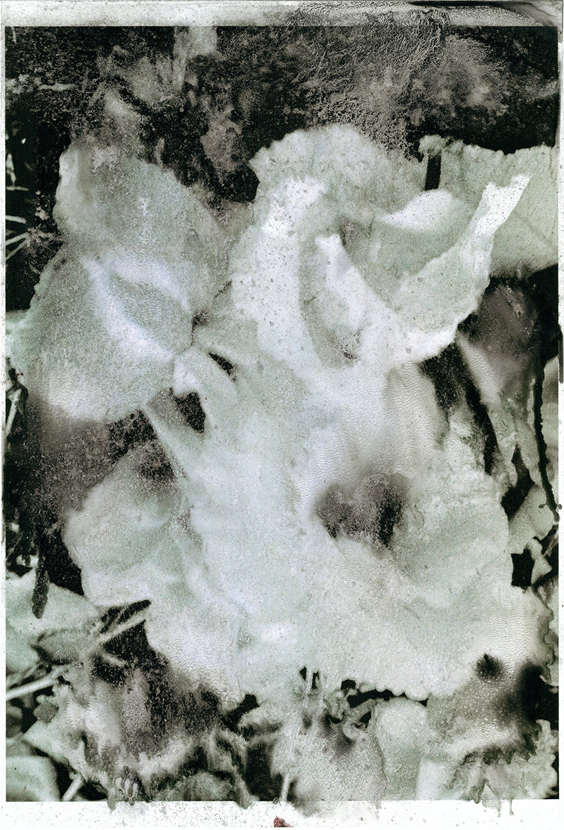 Forget Me Not XI - Silvia Celeste Calcagno