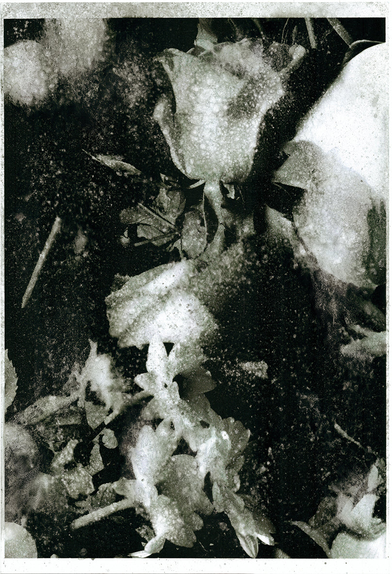 Forget Me Not XIV - Silvia Celeste Calcagno