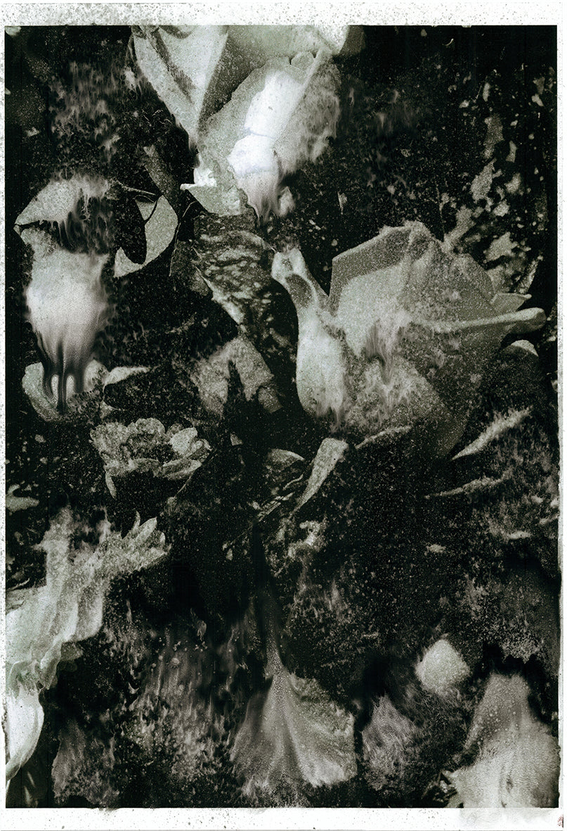 Forget Me Not X - Silvia Celeste Calcagno