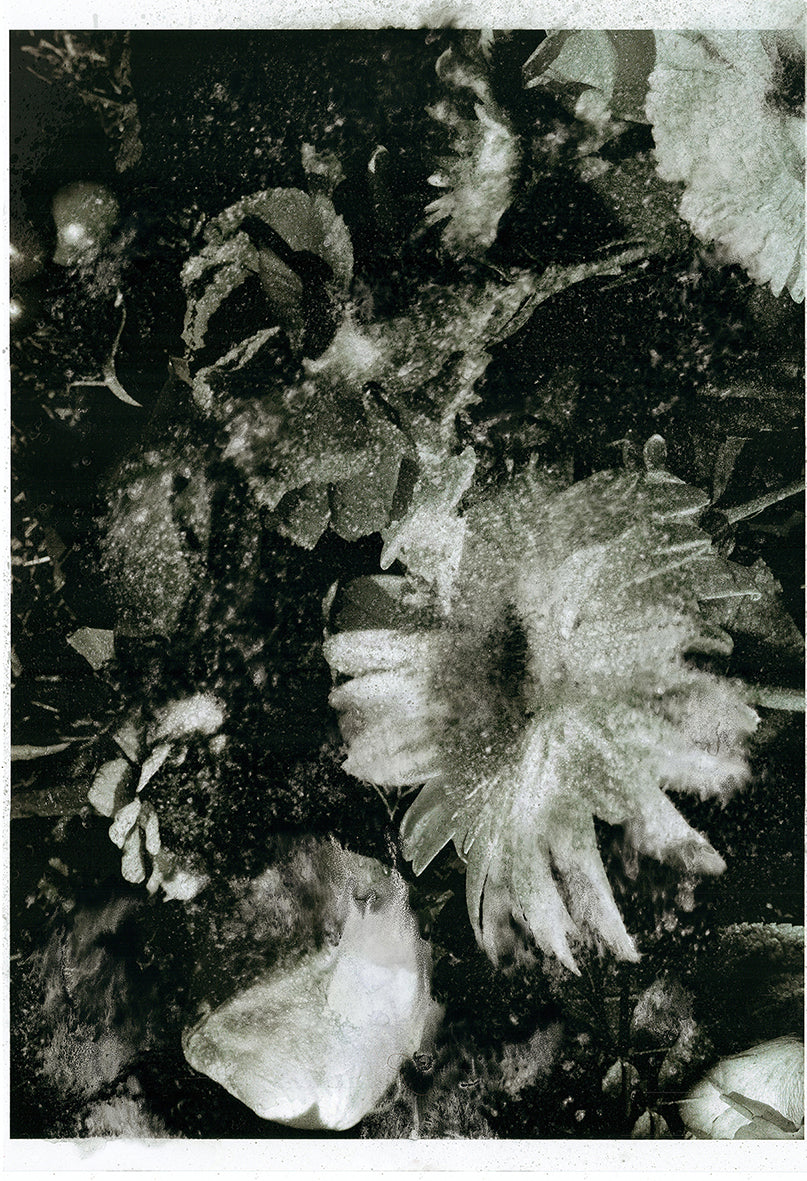 Forget Me Not XVI - Silvia Celeste Calcagno