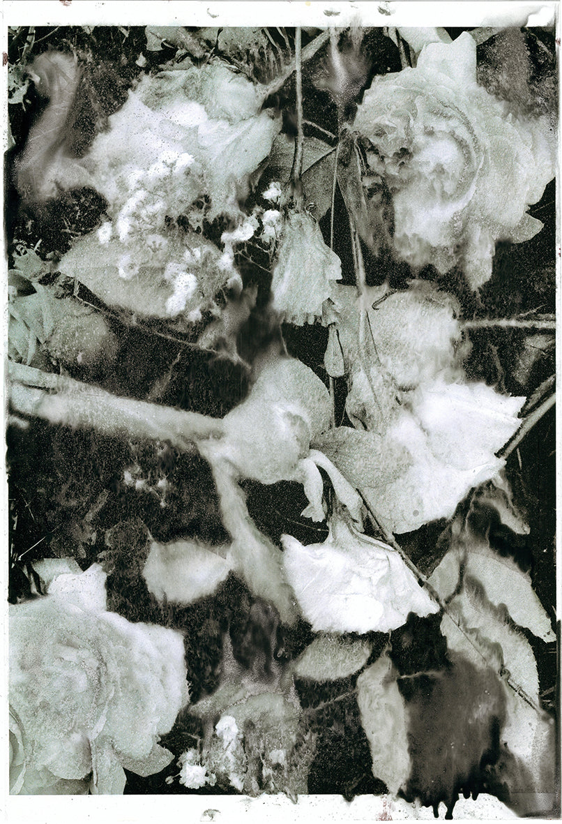 Forget Me Not XV - Silvia Celeste Calcagno