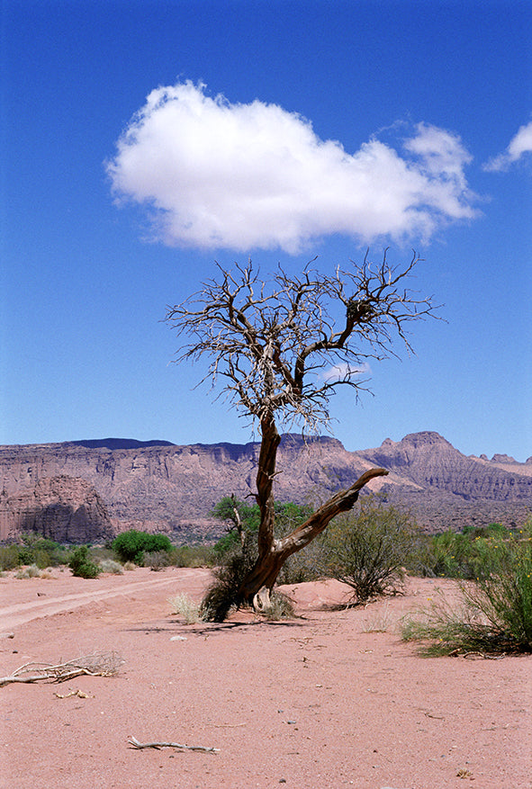 Arbol seco y nube arriba - Félix Curto