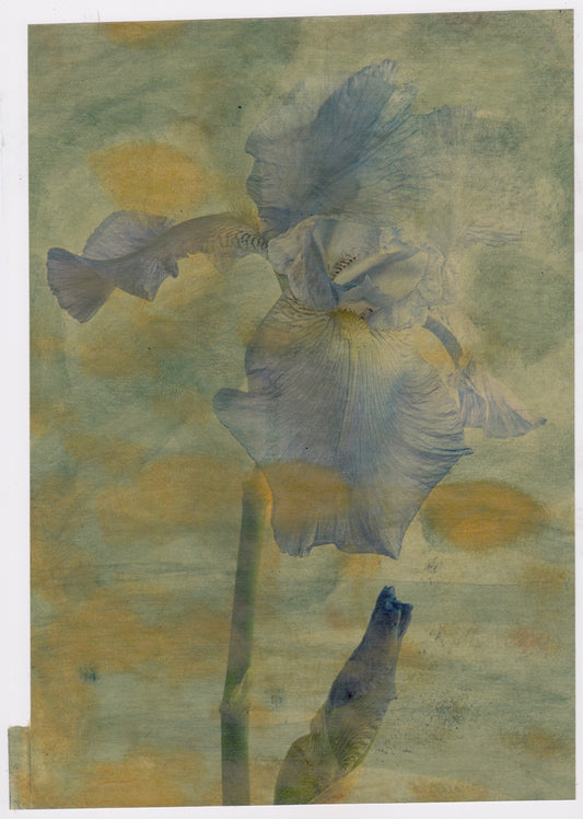 Iris 5 | Domenico Grenci