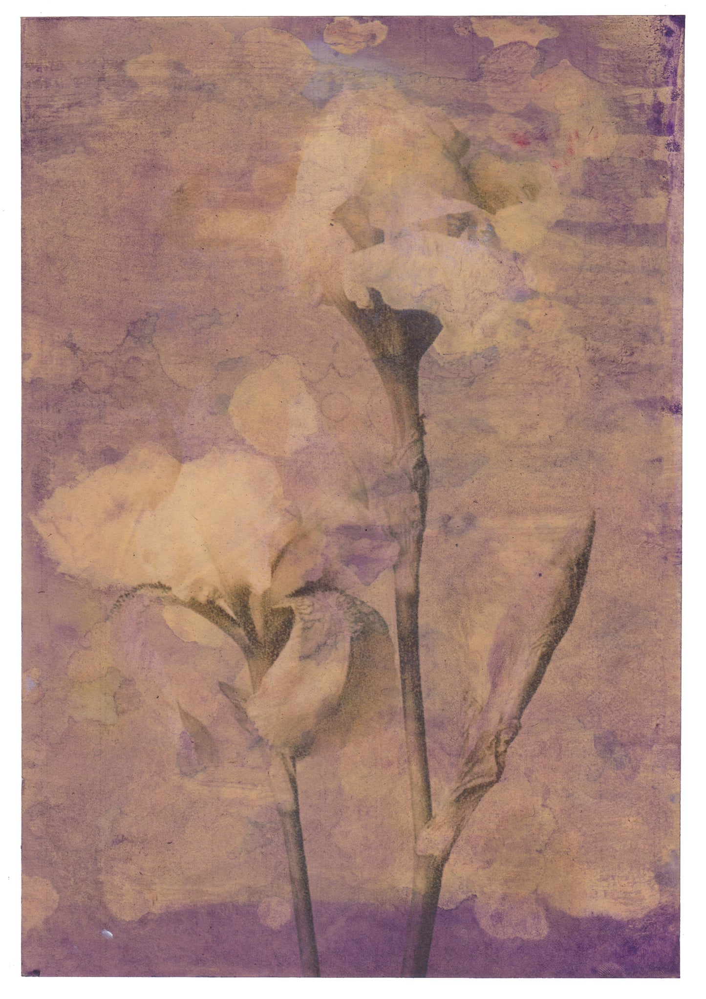 Albicans 2 | Domenico Grenci