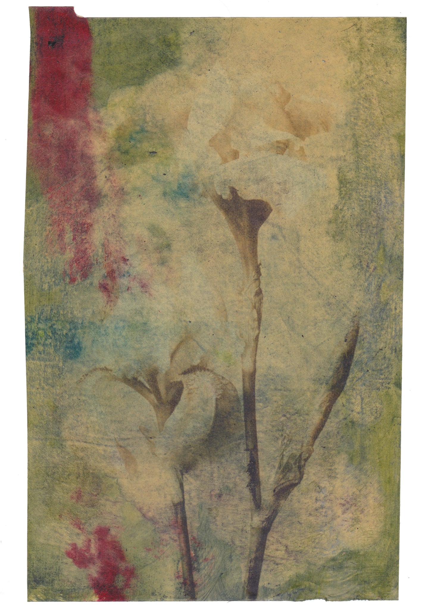 Albicans 3  | Domenico Grenci