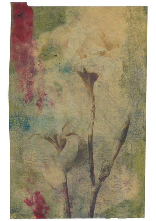 Albicans 3  | Domenico Grenci