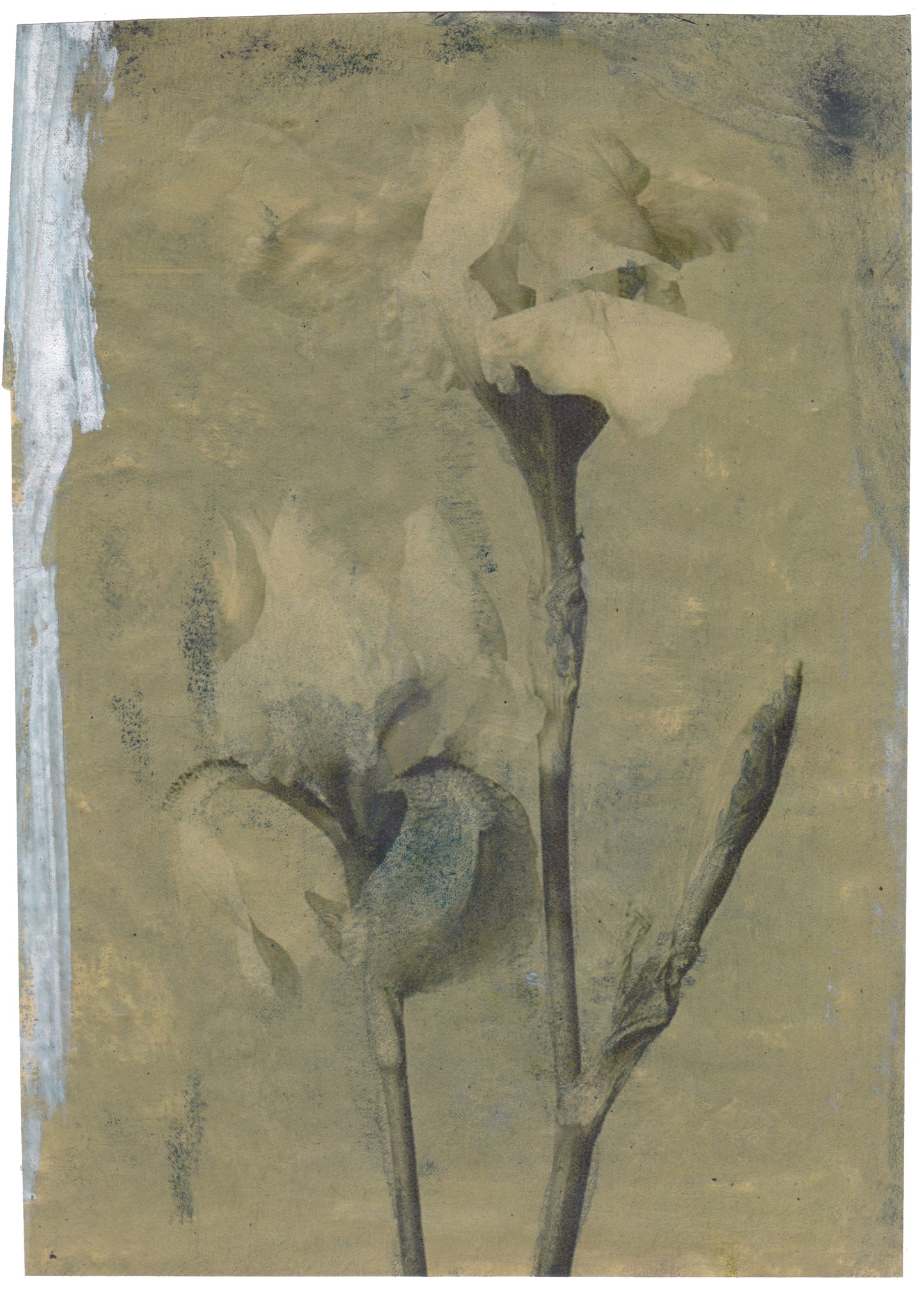 Albicans 4  | Domenico Grenci