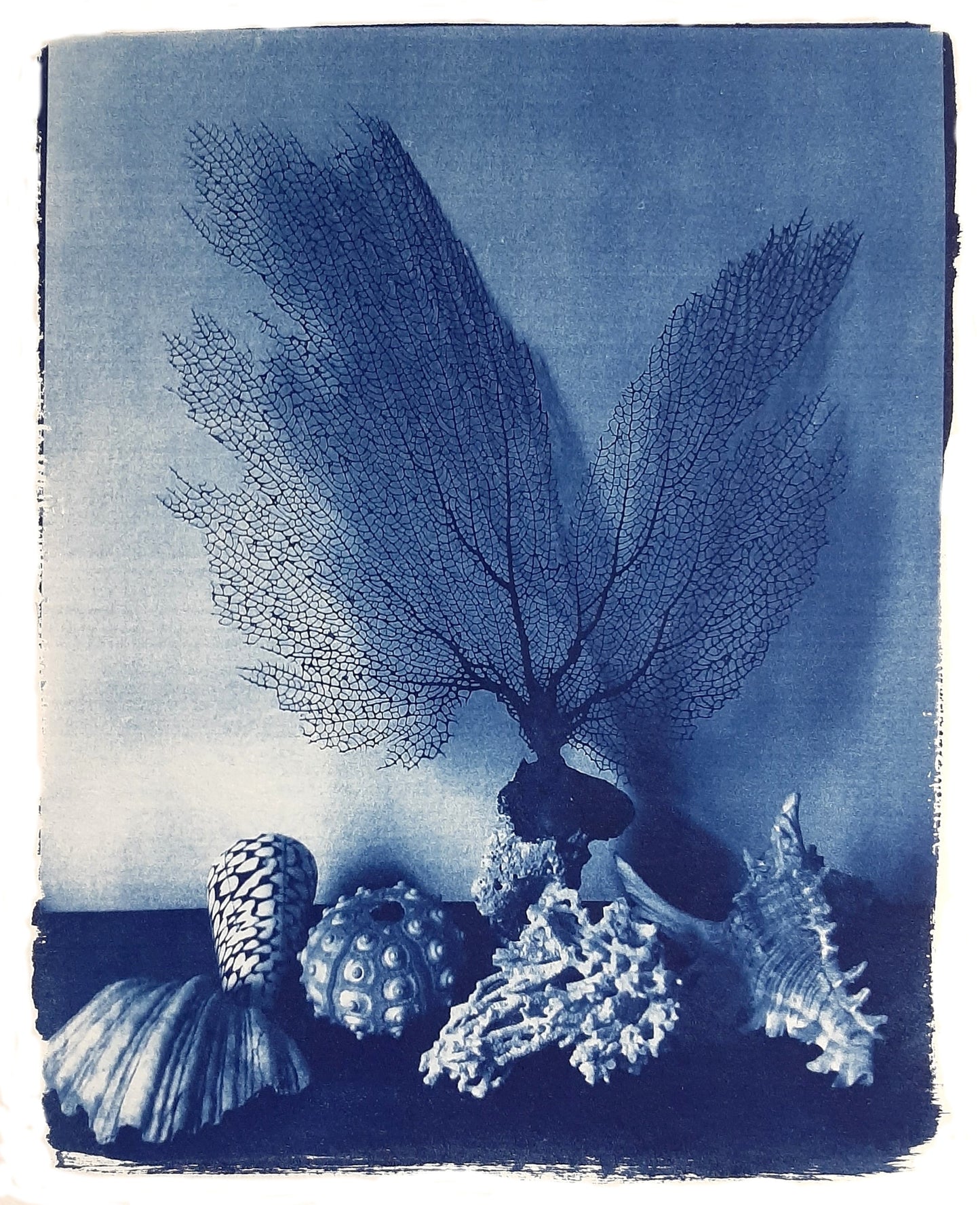 Nelle camere blu | Conchiglie con corallo - Laura di Fazio 