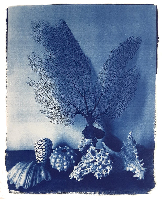 Nelle camere blu | Conchiglie con corallo - Laura di Fazio 