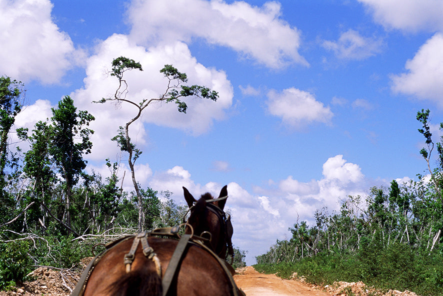 Don't spook the horse - Félix Curto