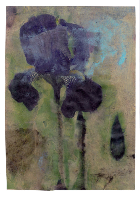 Iris I | Domenico Grenci